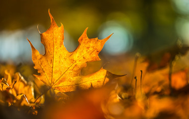A detail of autumnal coloured leaves in sunlight intensity.