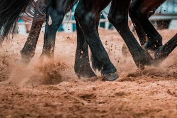 Wild horses galopping wildly in a rodeo show. Details and focus on feet, sand, dust, dirt and...