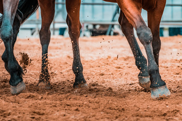 Wild horses galopping wildly in a rodeo show. Details and focus on feet, sand, dust, dirt and...