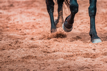 Wild horses galopping wildly in a rodeo show. Details and focus on feet, sand, dust, dirt and...