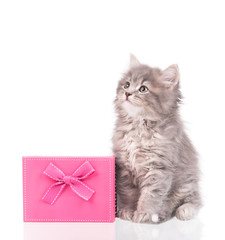 Cute fluffy kitten