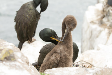 European shag (Phalacrocorax aristotelis) with Juvenile