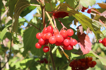 berries on a bush