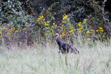Wild Turkey © Stephanie Frey