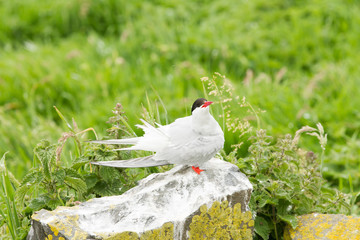arctic tern (Sterna paradisaea) preening whilst perched