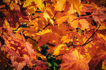 Naklejka na ściany i meble Close up of red and yellow autumn maple leaves. Background texture.