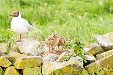 Black-headed gull (Chroicocephalus ridibundus), with two young chicks