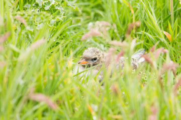 Arctic tern (Sterna paradisaea) chick resting in vegitation