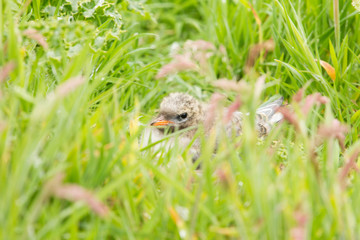 Arctic tern (Sterna paradisaea)  chick