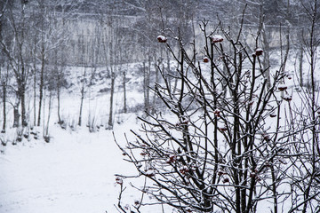 Fototapeta na wymiar Nieve en el árbol 