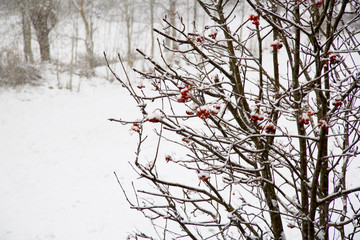 Nieve en el árbol 