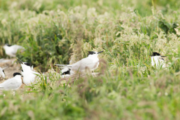 Sandwich tern (Thalasseus sandvicensis) breeding colony