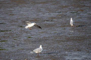 flying seagull at bangpu recreation center samut prakan thailand