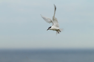 Sandwich tern (Thalasseus sandvicensis) in flight and displaying above breeding colony