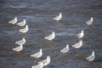 Seagull at bangpu recreation center samut prakan thailand