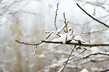 The branch of birch covered with the first snow