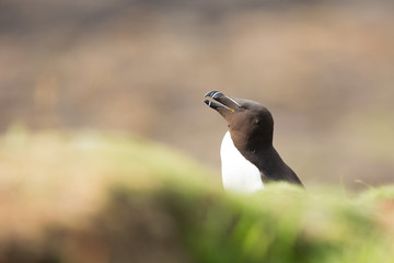 Razorbill (Alca torda) breeding bird sky pointing, calling, shaking wings  and displaying at nest