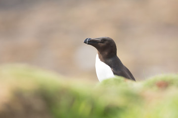 Razorbill (Alca torda) breeding bird sky pointing, calling, shaking wings  and displaying at nest