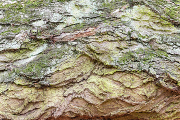 texture of bark
