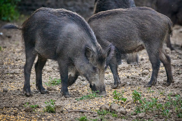 Young feral pigs