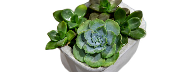 Obraz premium Collection of small cactus succulents in pot. Isolated.