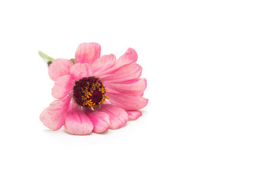 Pink flower zinnia on white background, isolate, closeup, pink zinnia, white background