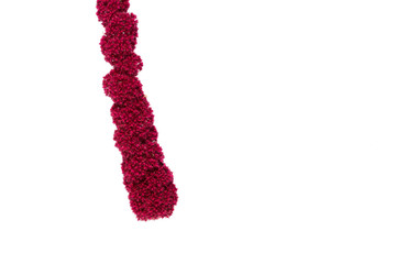 Amaranth flower on a white background. Isolate, close-up, amaranthus