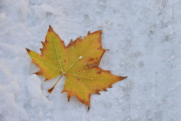 Autumn leaf on the snow