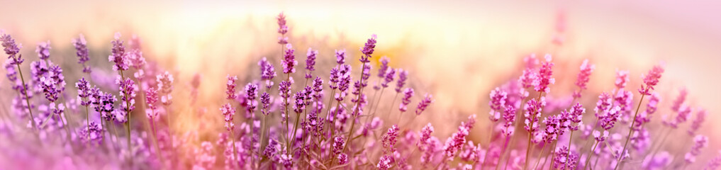 Soft and selective focus on lavender flower, beautiful lavender in flower garden - obrazy, fototapety, plakaty