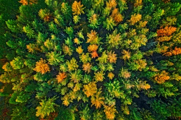 Fototapete Rund Baumkronen im Herbst aus der Luft aufgenommen © Stefan Körber