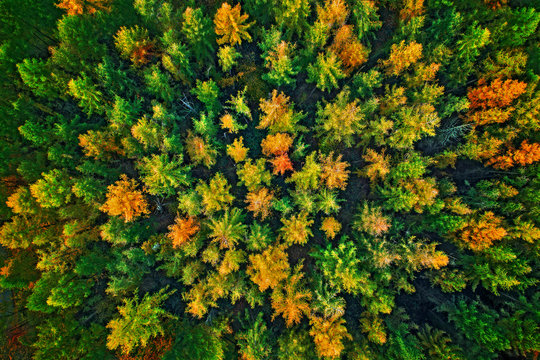 Baumkronen im Herbst aus der Luft aufgenommen