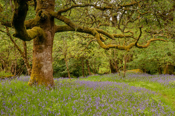 Woodland copse with springtime bluebells, Dartmoor National Park, UK