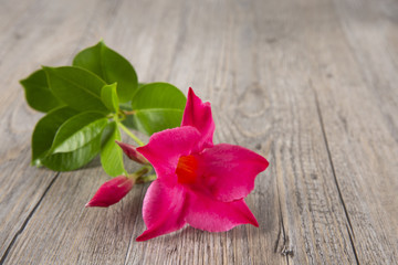 Mandevilla on a wooden background. Royal liana. Beautiful red flower. Copy space.