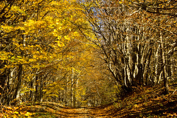 Autumn forest. Beautiful picturesque forest in the fall in red-yellow and orange colors. Autumn picturesque forest landscape. Yellow leaves on the trees. 