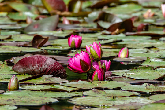Lily pond with several pink flowers