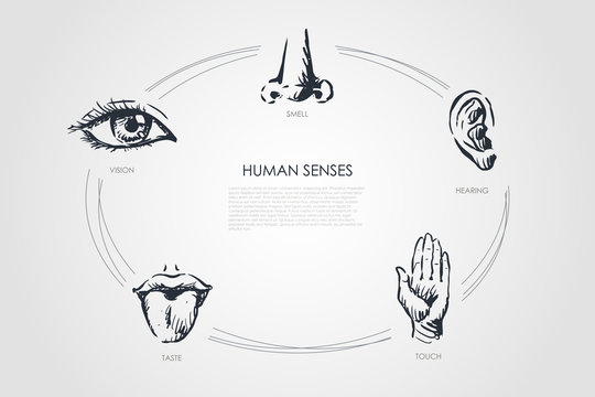 Human senses - vision, taste, touch, hearing, smell vector concept set