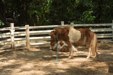ポニー・ロバ・馬・ペット・乗馬