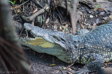 Obraz premium ワニ・クロコダイル・ハンター・牙