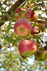Large and ripe red apples hang on a branch.