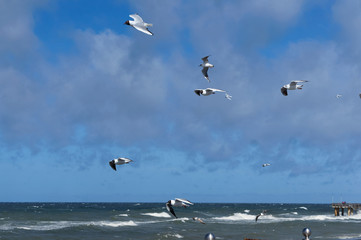 Waves and seagulls at the Baltic sea. Seagulls fly over the sea. troubled sea.