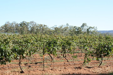 Fototapeta na wymiar Grape Plantation At Hunter Valley Australia