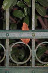 Eisenzaun © Asray Laleike