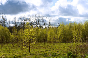 Fototapeta premium A summer landscape after the rain. Green forest and blue sky in the clouds.