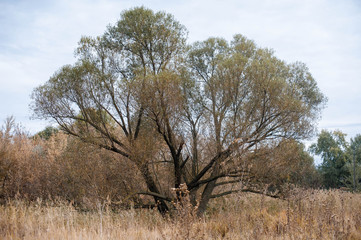 Дерево ива
