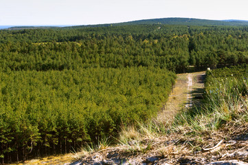 Fototapeta na wymiar Tree tops. The green forest above. The tops of spruces and different trees.