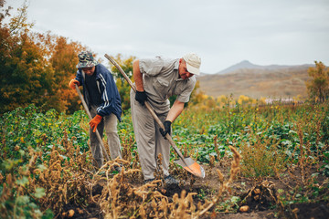 two mem digging potatoes in the garden.