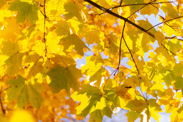 Beautiful Colorful Autumn Leaves as background
