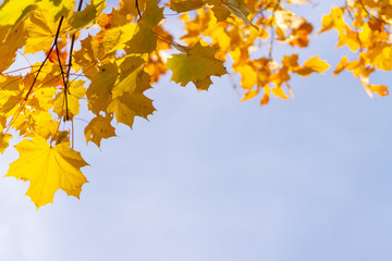 Beautiful Colorful Autumn Leaves as background