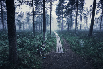 Fototapete bei efototapeten.de bestellen   