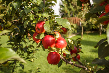 Apples_02